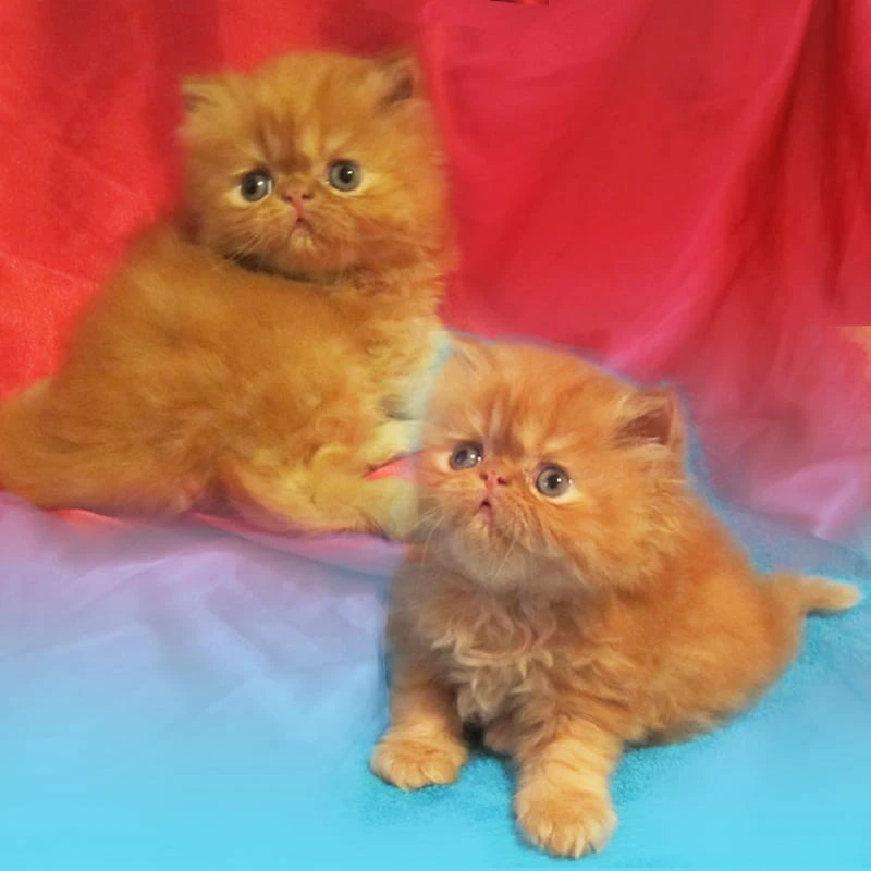 Cuccioli di gatti persiani ipe | Foto 6