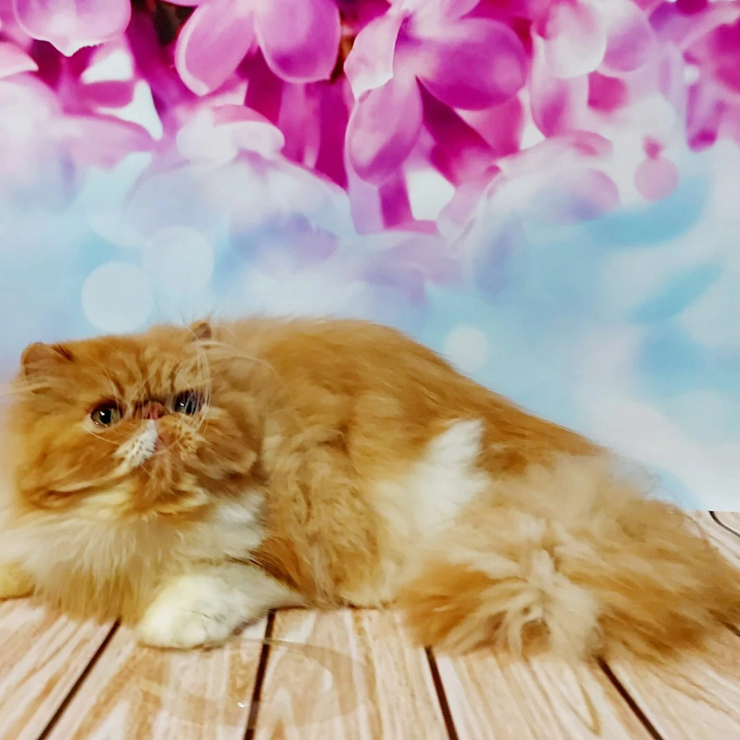 Cuccioli di gatti persiani ipe | Foto 10