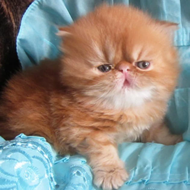 Cuccioli di gatti persiani ipe | Foto 8