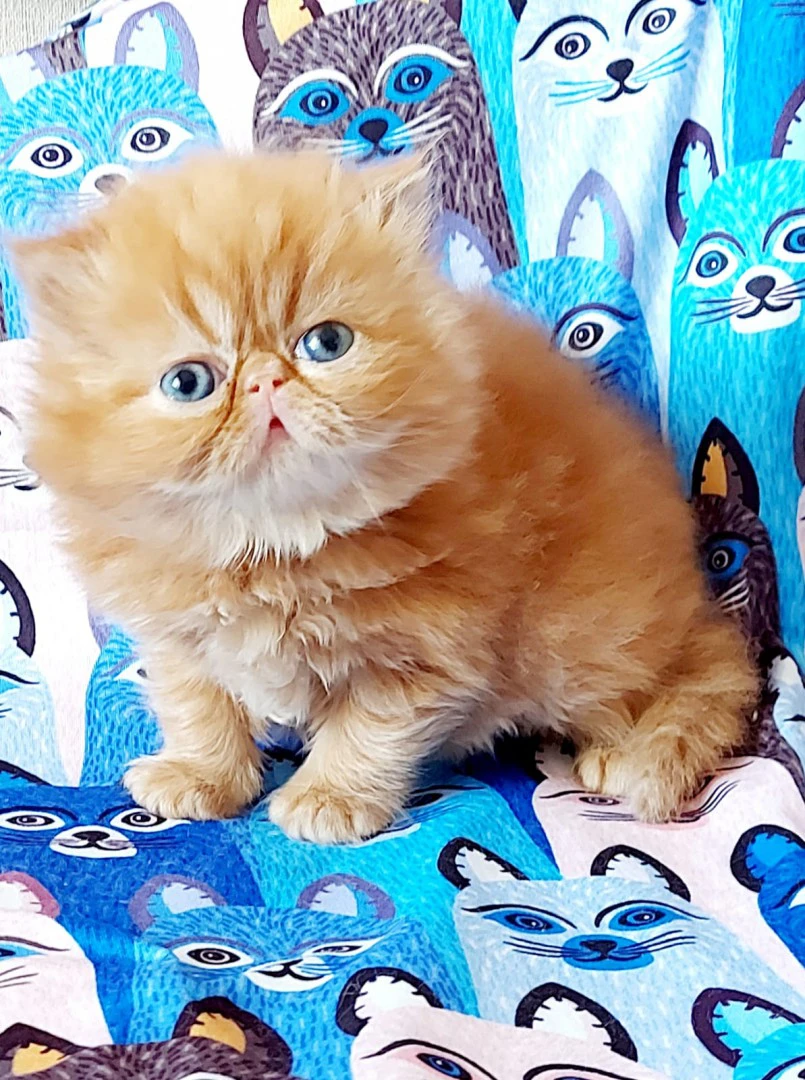 Bellissimi cuccioli di gatti p | Foto 4