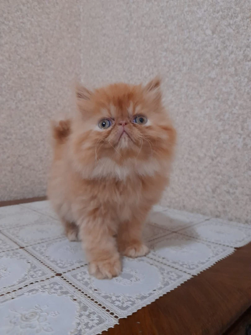 Bellissimi maschietti di gatti | Foto 3