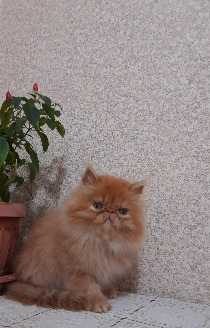 Bellissimi maschietti di gatti | Foto 1