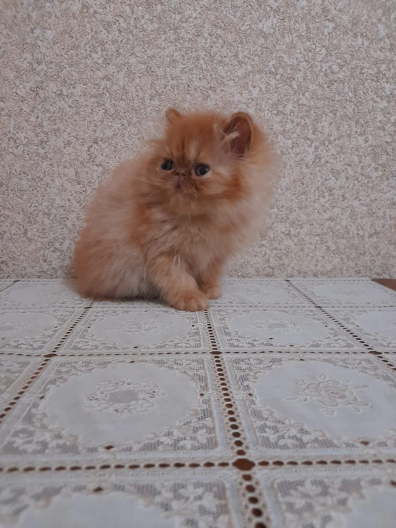 Bellissimi maschietti di gatti | Foto 4