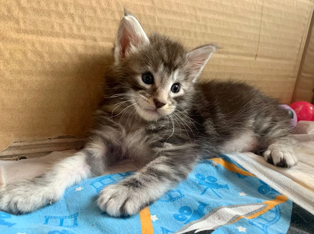 6 bellissimi cuccioli disponib | Foto 3