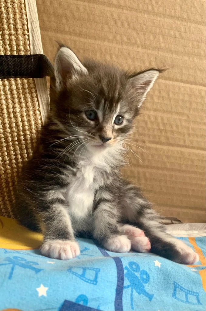 6 bellissimi cuccioli disponib | Foto 5