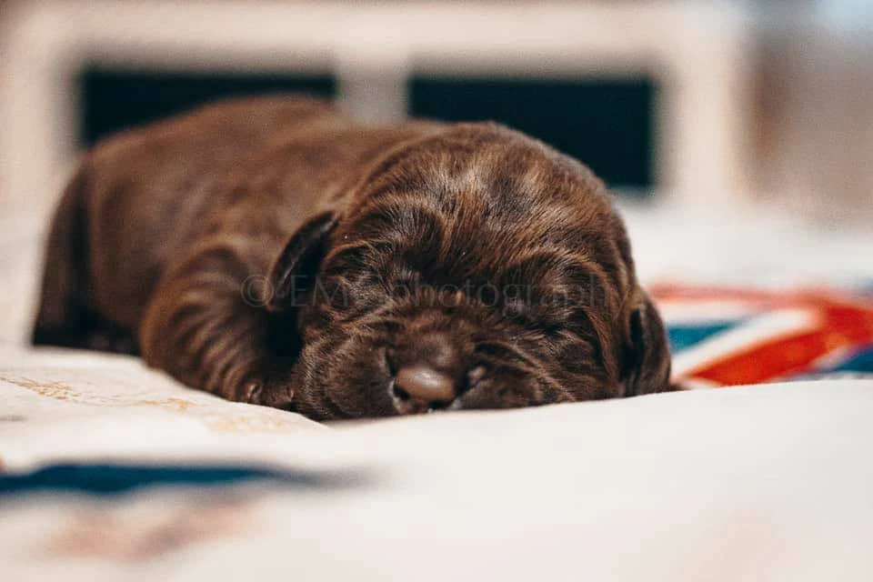 Splendidi cuccioli di Labrador | Foto 1