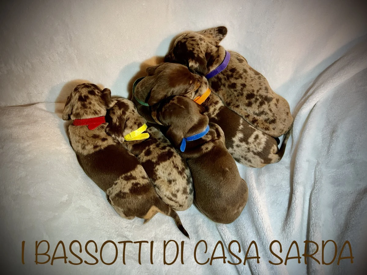 I BASSOTTI DI CASA SARDA 
BAS | Foto 1
