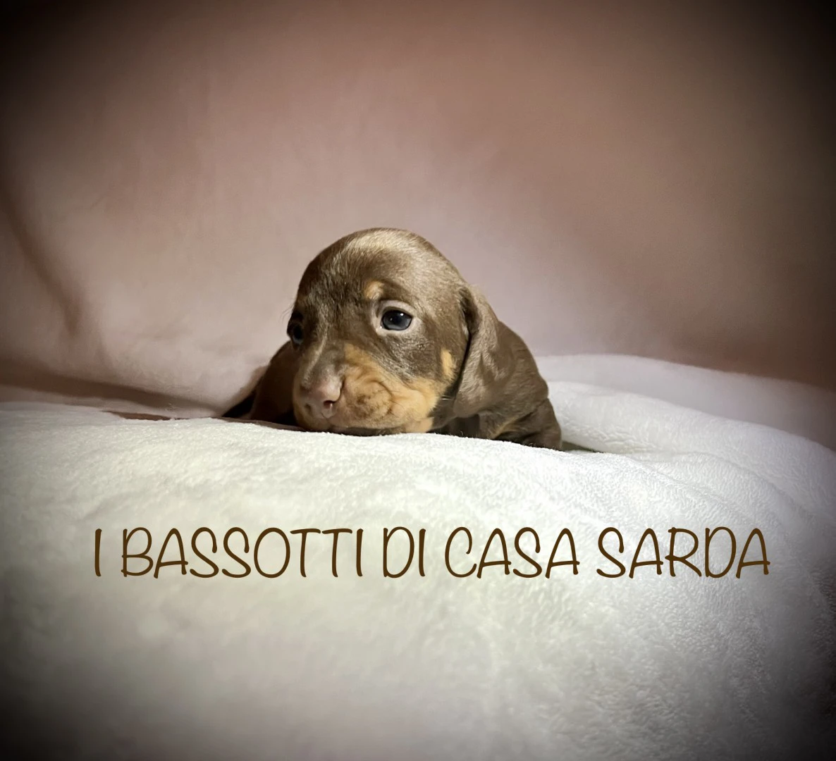 I BASSOTTI DI CASA SARDA 
BAS | Foto 8