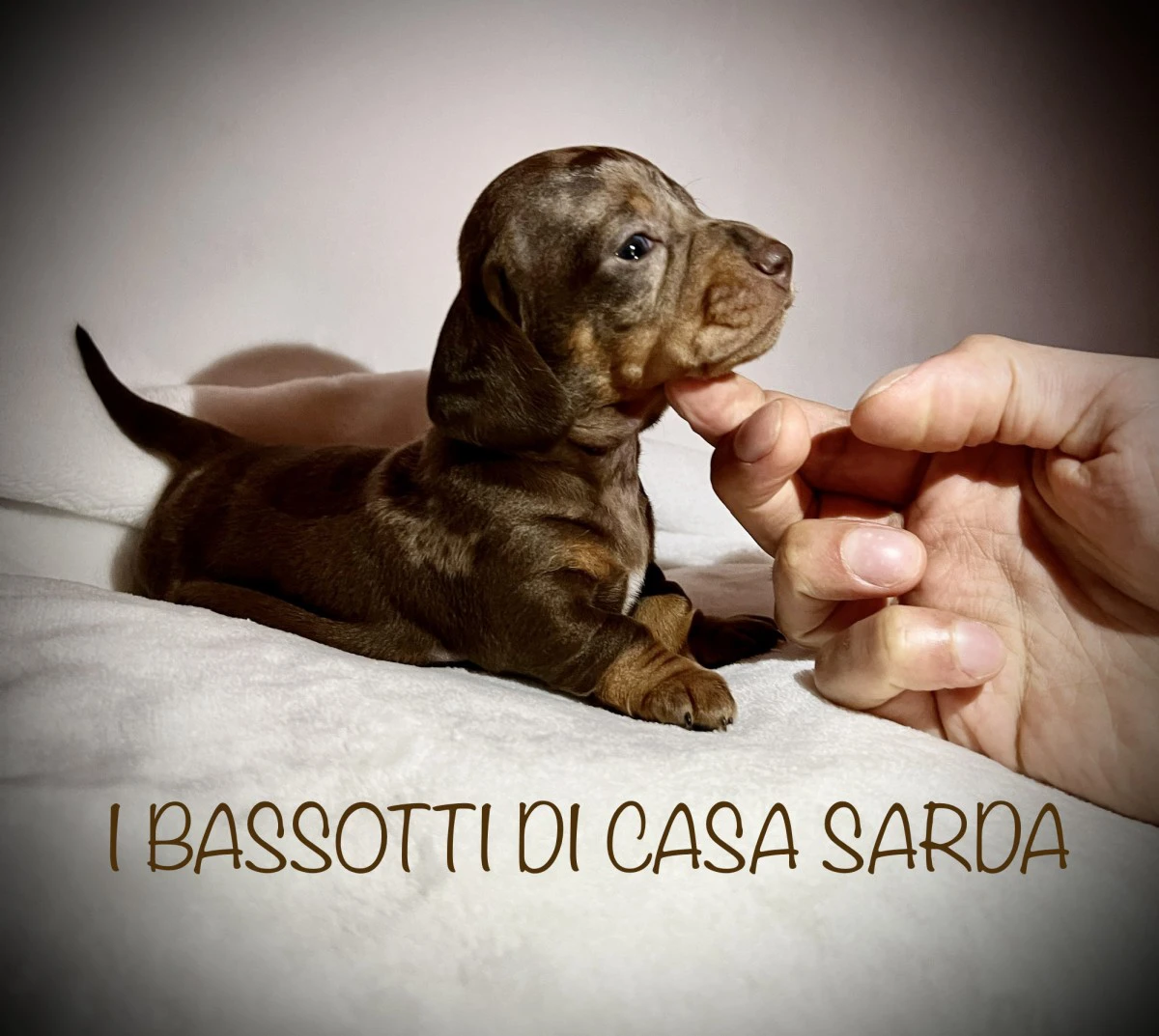 I BASSOTTI DI CASA SARDA 
BAS | Foto 11