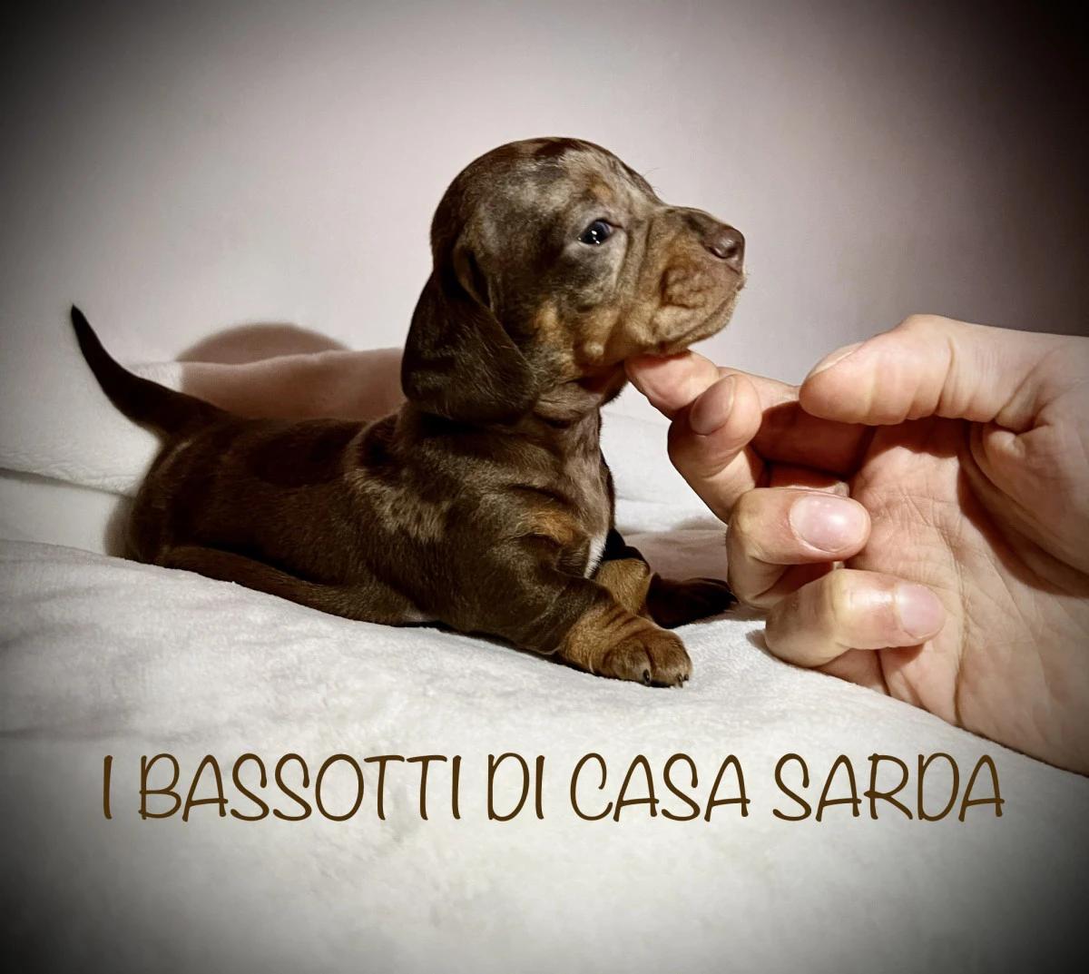 I BASSOTTI DI CASA SARDA 
BAS | Foto 11