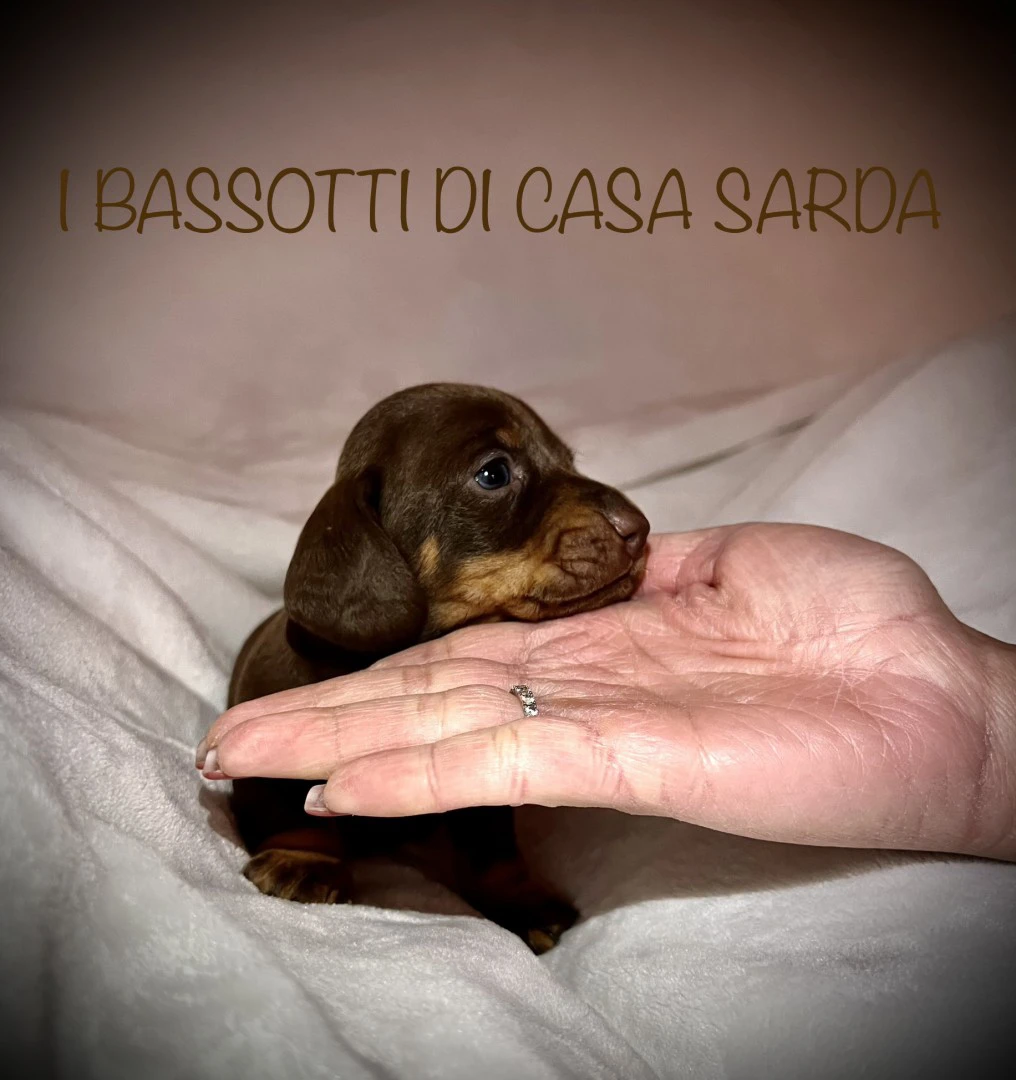 I BASSOTTI DI CASA SARDA 
BAS | Foto 9