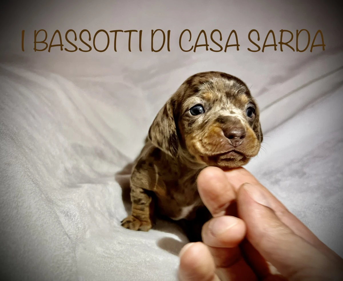 I BASSOTTI DI CASA SARDA 
BAS | Foto 7