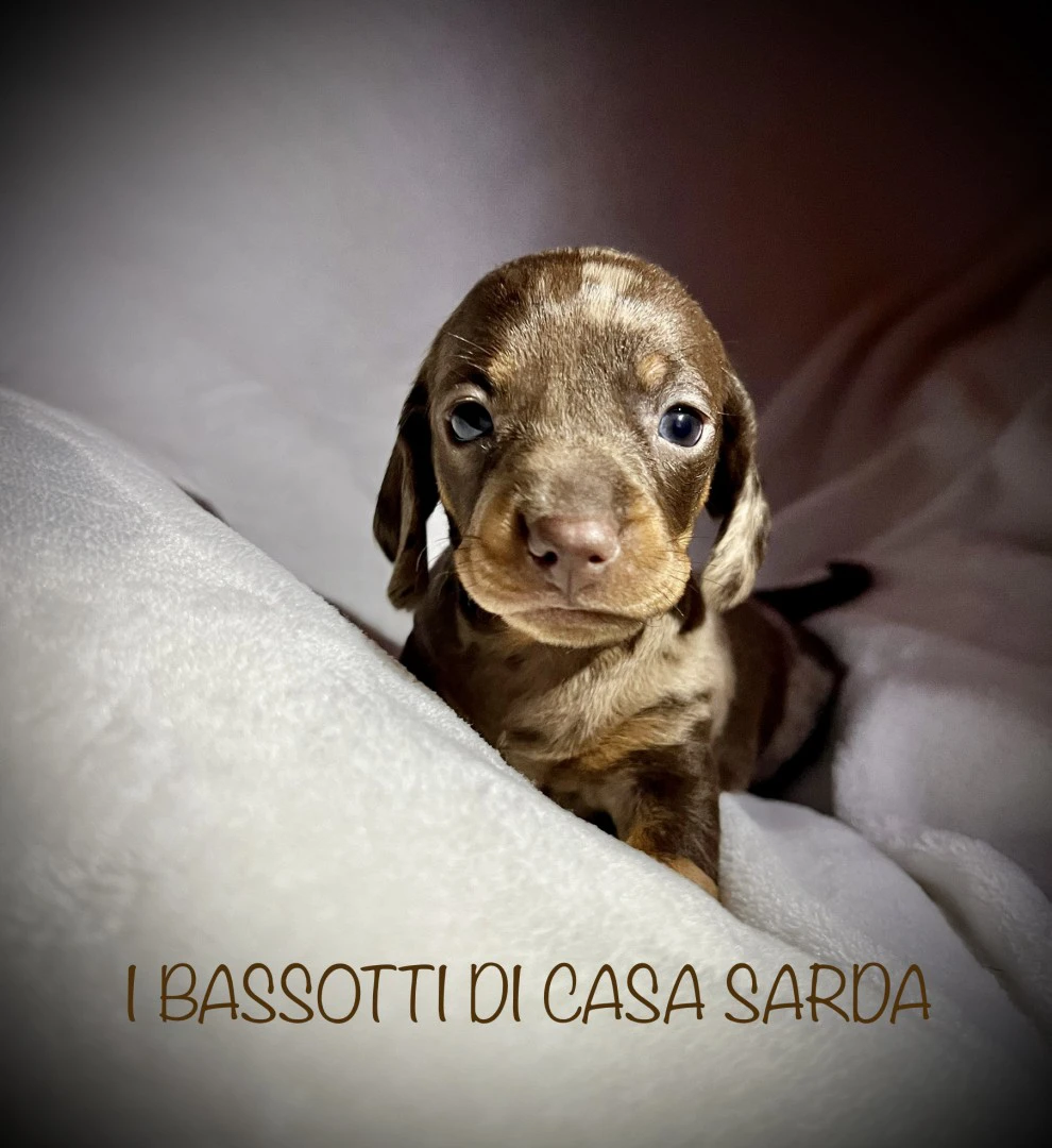 I BASSOTTI DI CASA SARDA 
BAS | Foto 3