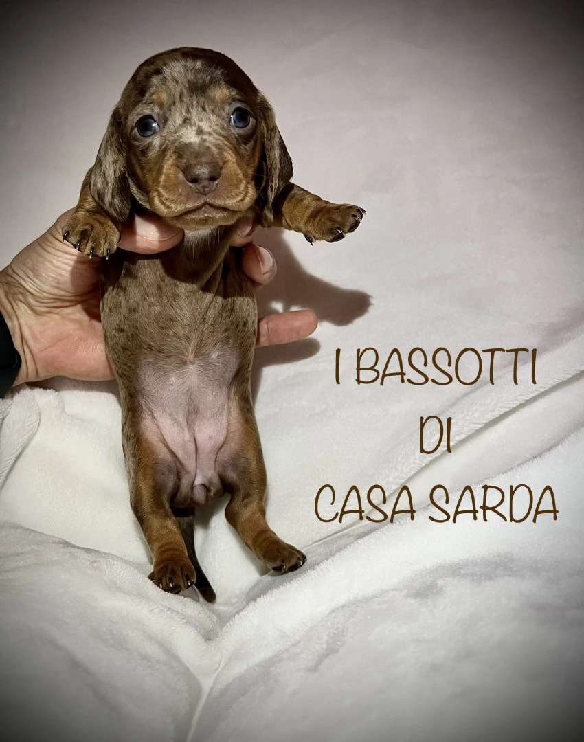 I BASSOTTI DI CASA SARDA 
BAS | Foto 10