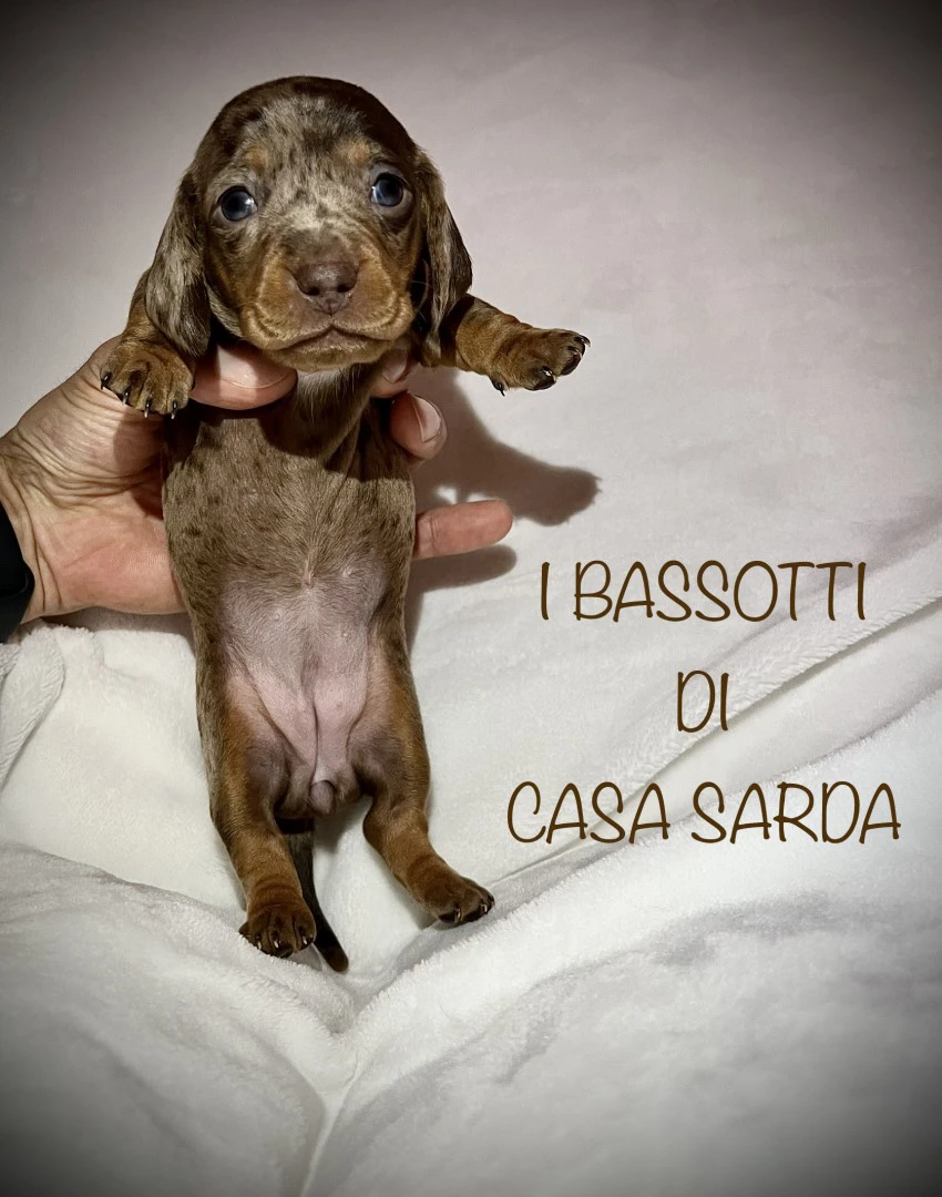 I BASSOTTI DI CASA SARDA 
BAS | Foto 10