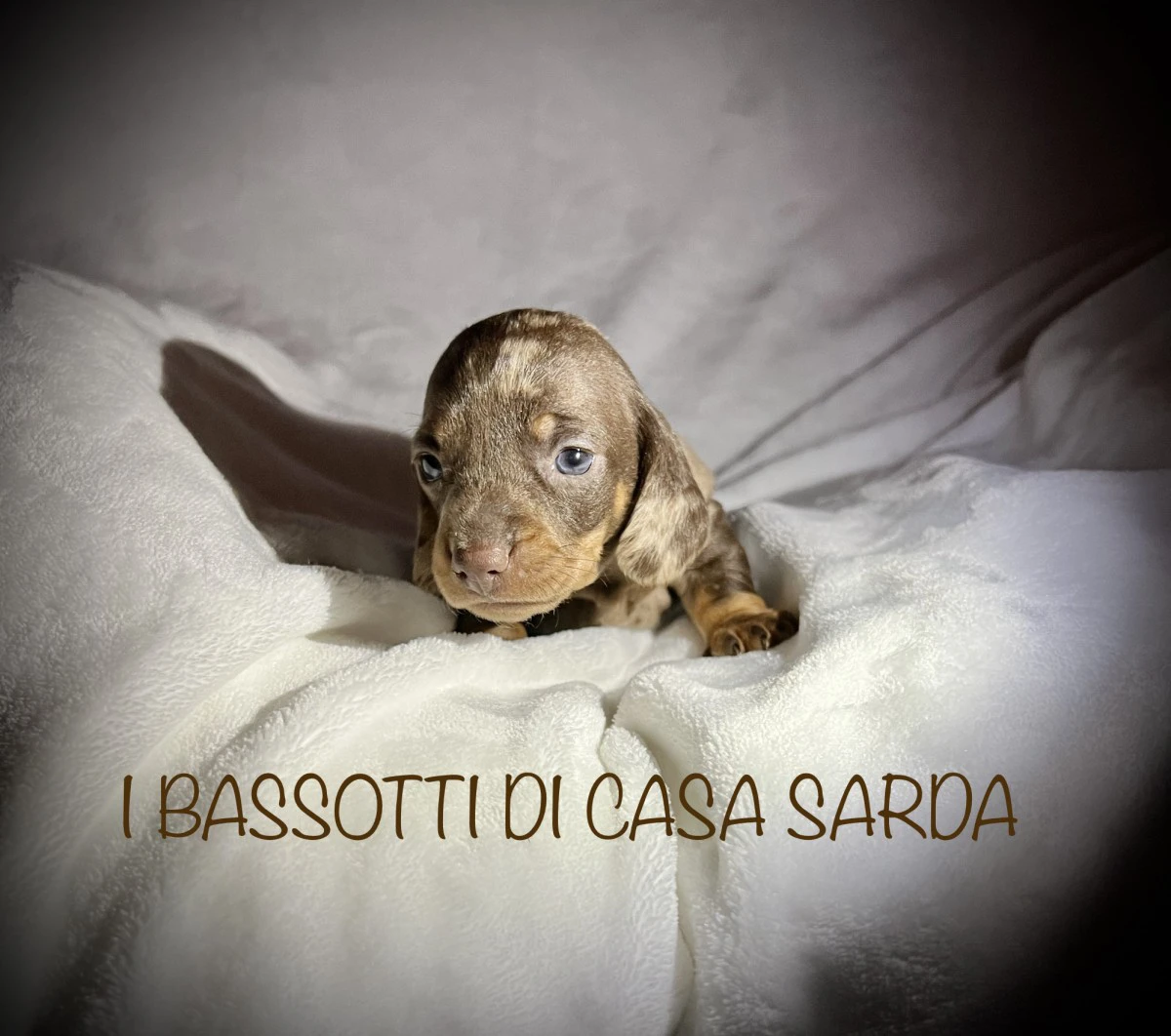 I BASSOTTI DI CASA SARDA 
BAS | Foto 2