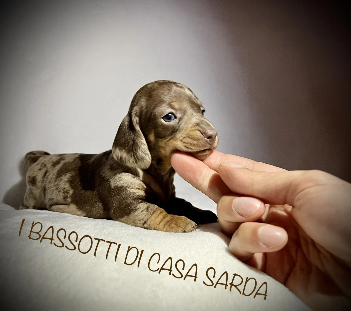 I BASSOTTI DI CASA SARDA 
BAS | Foto 4