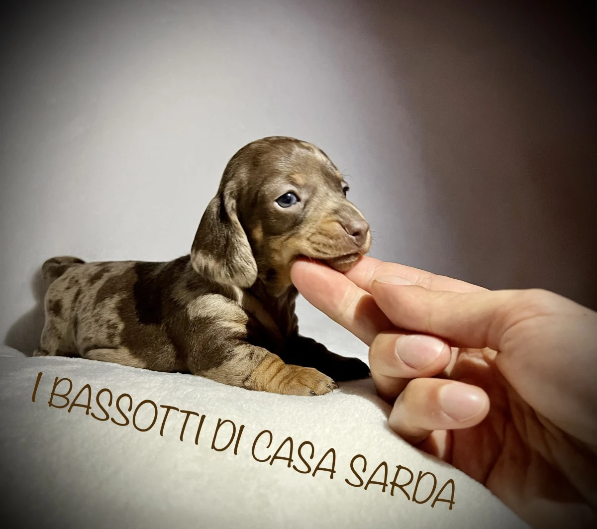 I BASSOTTI DI CASA SARDA 
BAS | Foto 4