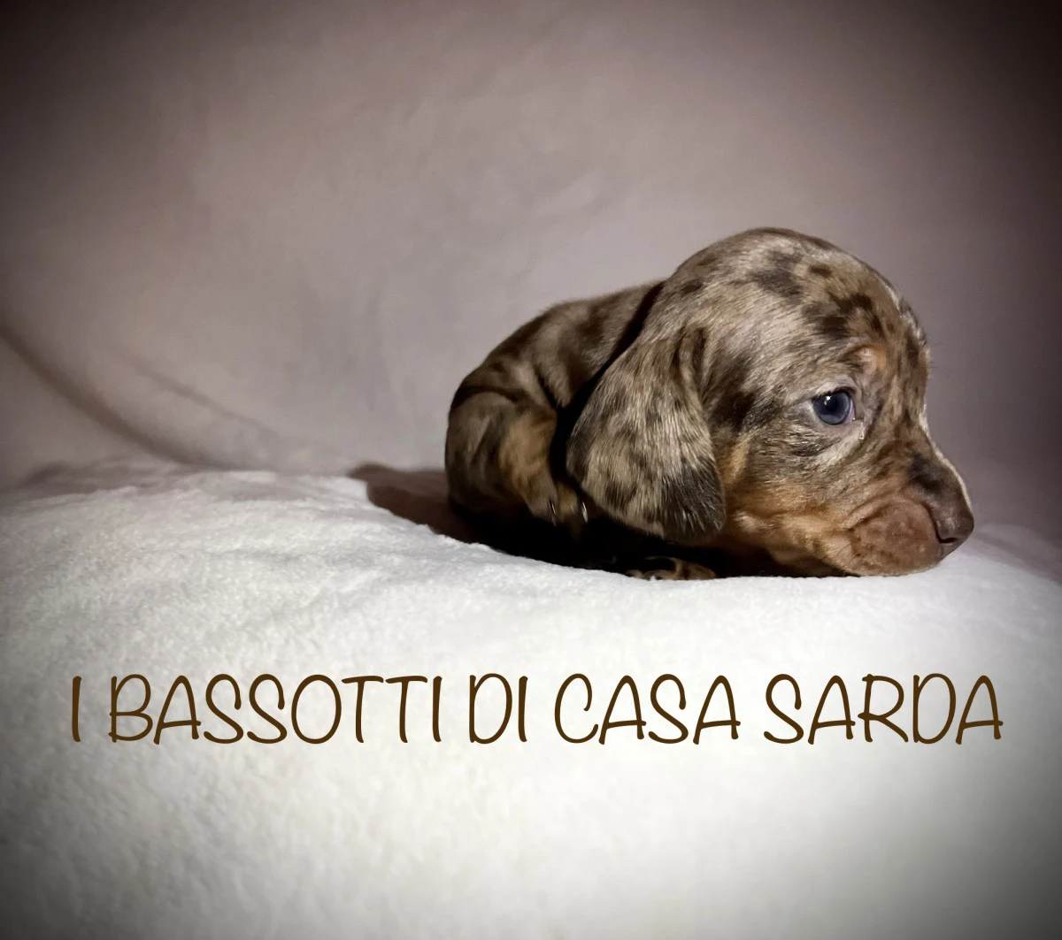 I BASSOTTI DI CASA SARDA 
BAS | Foto 5