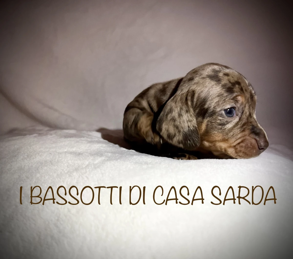 I BASSOTTI DI CASA SARDA 
BAS | Foto 5