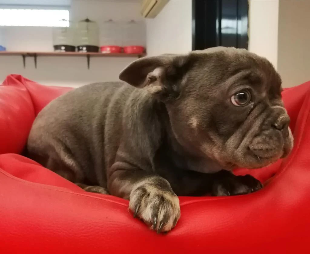 BULLDOG FRANCESE BLU FAWN disp | Foto 3