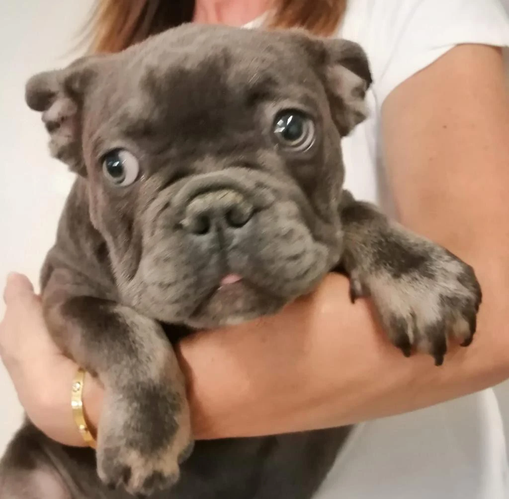 BULLDOG FRANCESE BLU FAWN disp | Foto 1