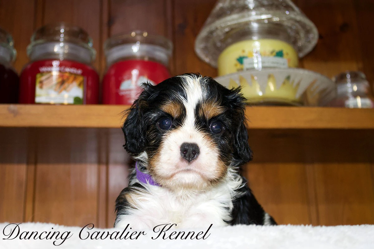 Cuccioli Cavalier King Charles | Foto 1