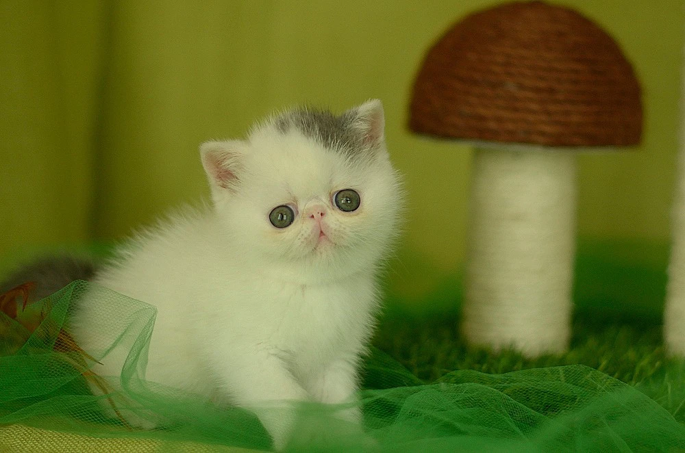 Exotic shorthair Blu e white v | Foto 1