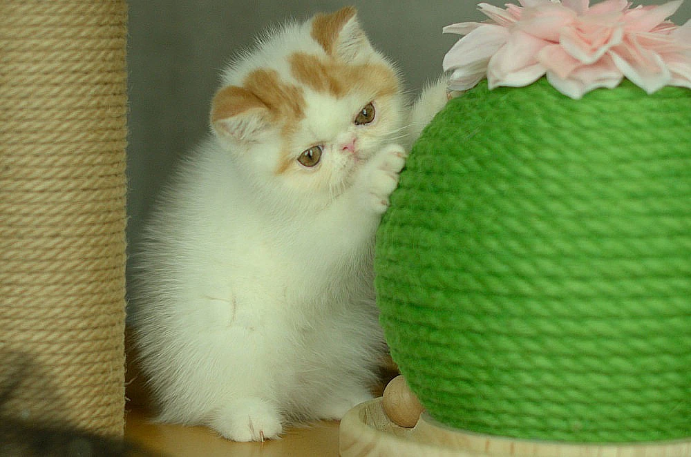 Exotic shorthair red white van | Foto 1