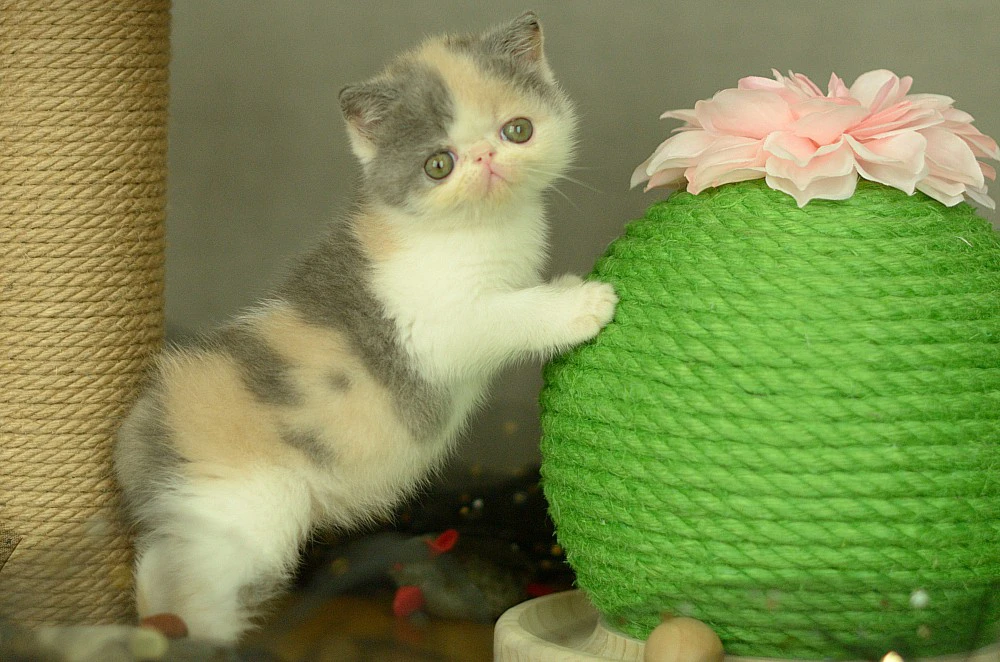 Exotic shorthair calico diluit | Foto 1