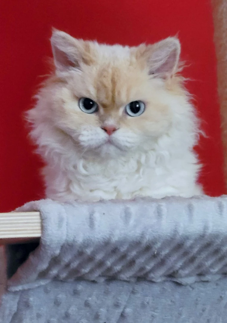 Il Selkirk Rex è una razza di  | Foto 3