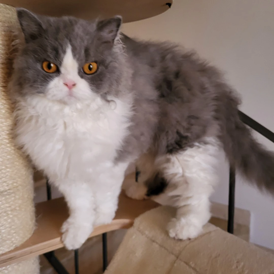 Il Selkirk Rex è una razza di  | Foto 5