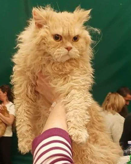 Il Selkirk Rex è una razza di  | Foto 4