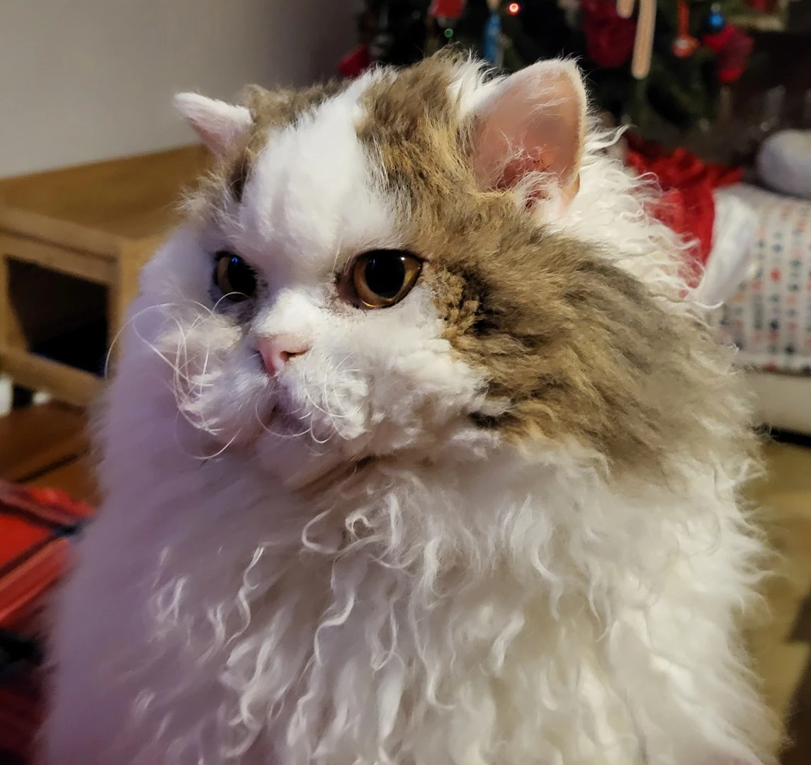 Il Selkirk Rex è una razza di  | Foto 6