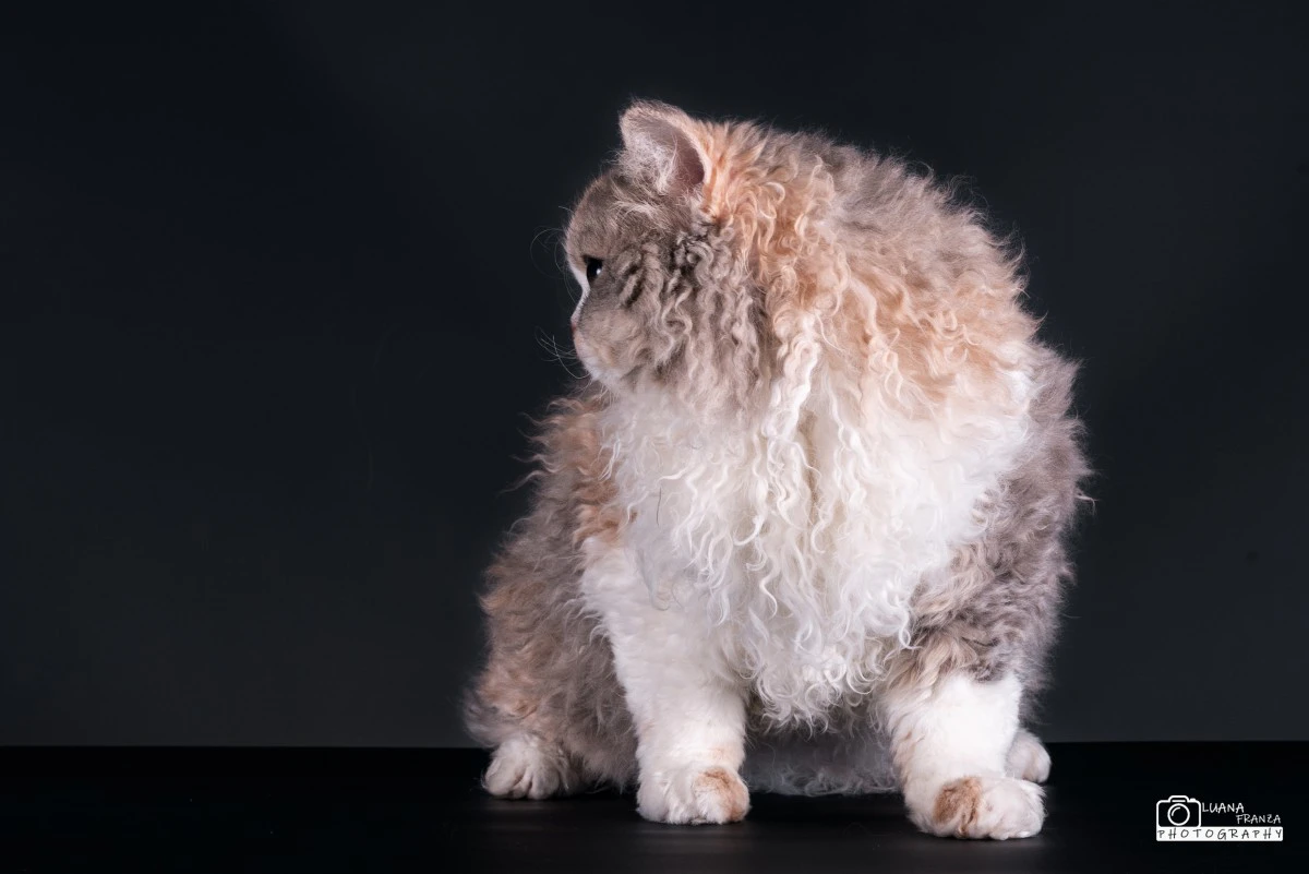 Il Selkirk Rex è una razza di  | Foto 1