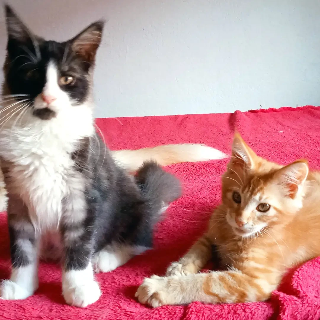 Cuccioli di Maine Coon tg Gran | Foto 9