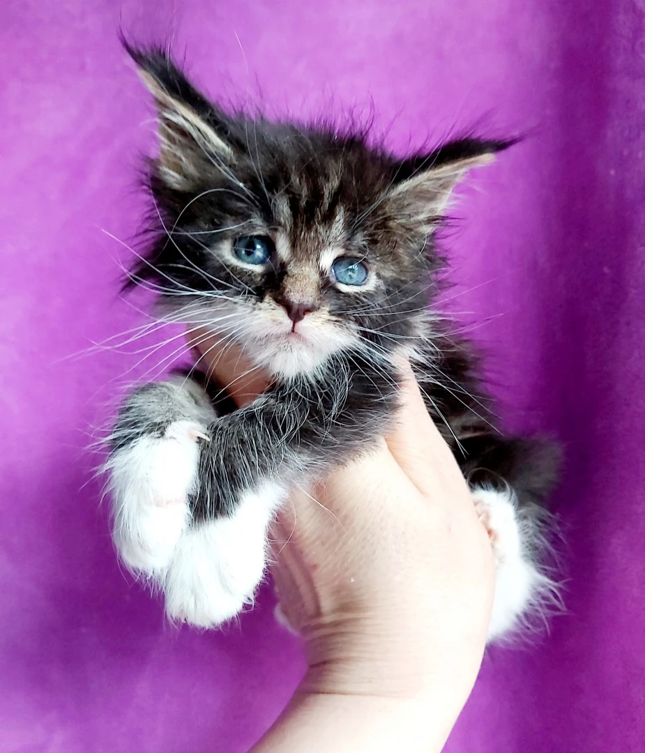 Piccoli di Maine coon nel mio  | Foto 4