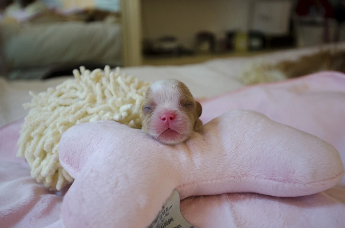 VENDITA CUCCIOLI DI CAVALIER K | Foto 3