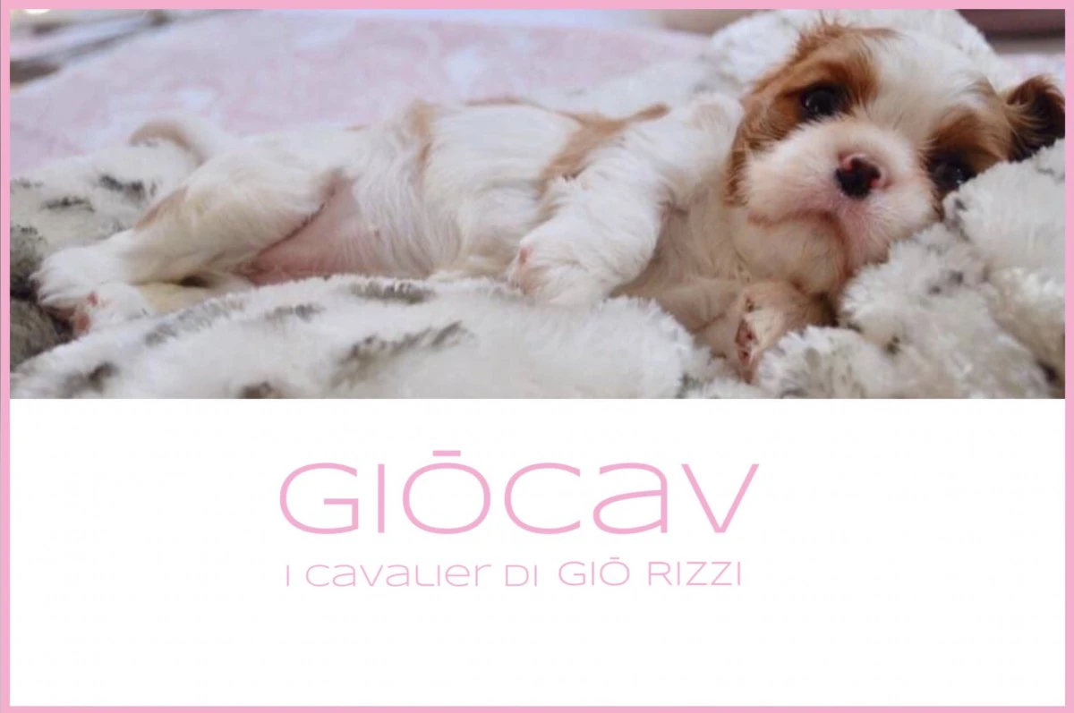 VENDITA CUCCIOLI DI CAVALIER K | Foto 1