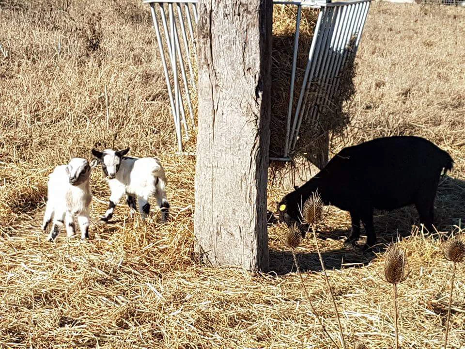 Cediamo ultimi 2 maschietti di | Foto 3