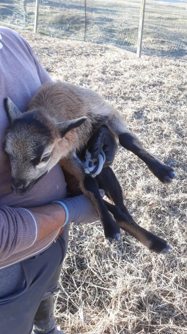 Vendiamo ultimo cucciolo di pe | Foto 1