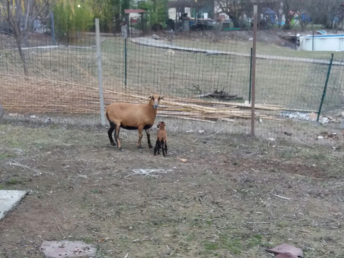 Vendiamo ultimo cucciolo di pe | Foto 3