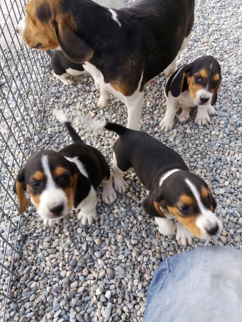 Disponibili fantastici cucciol | Foto 1