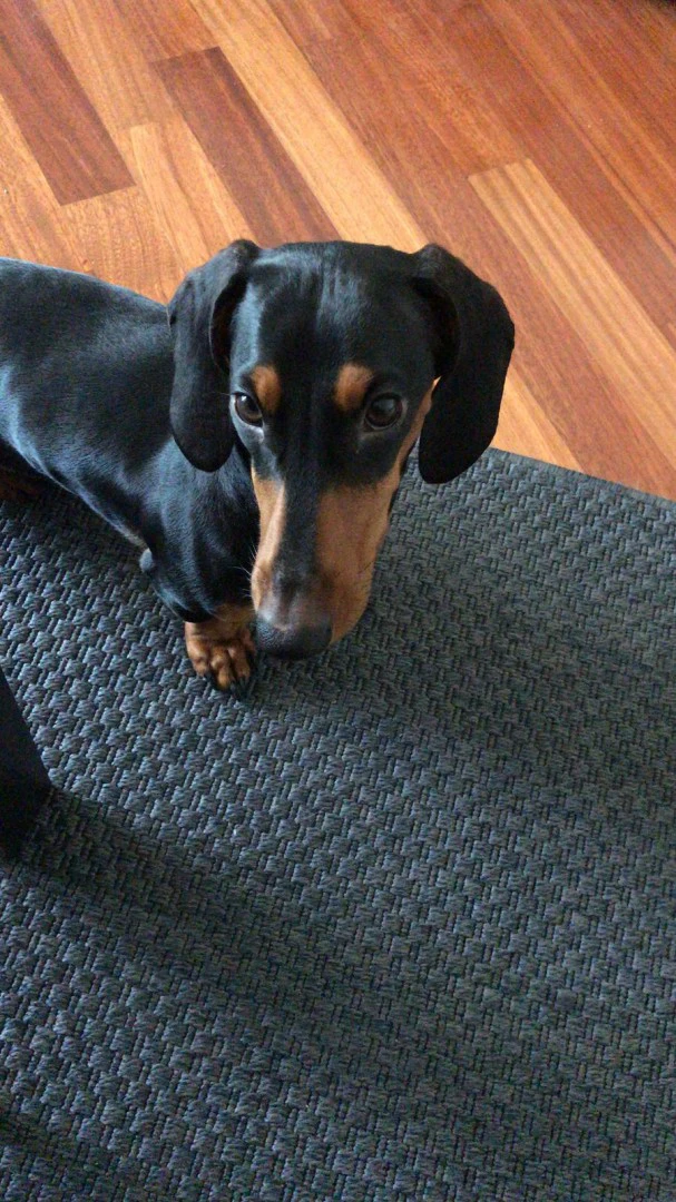 Disponibile ultima cucciola  d | Foto 1