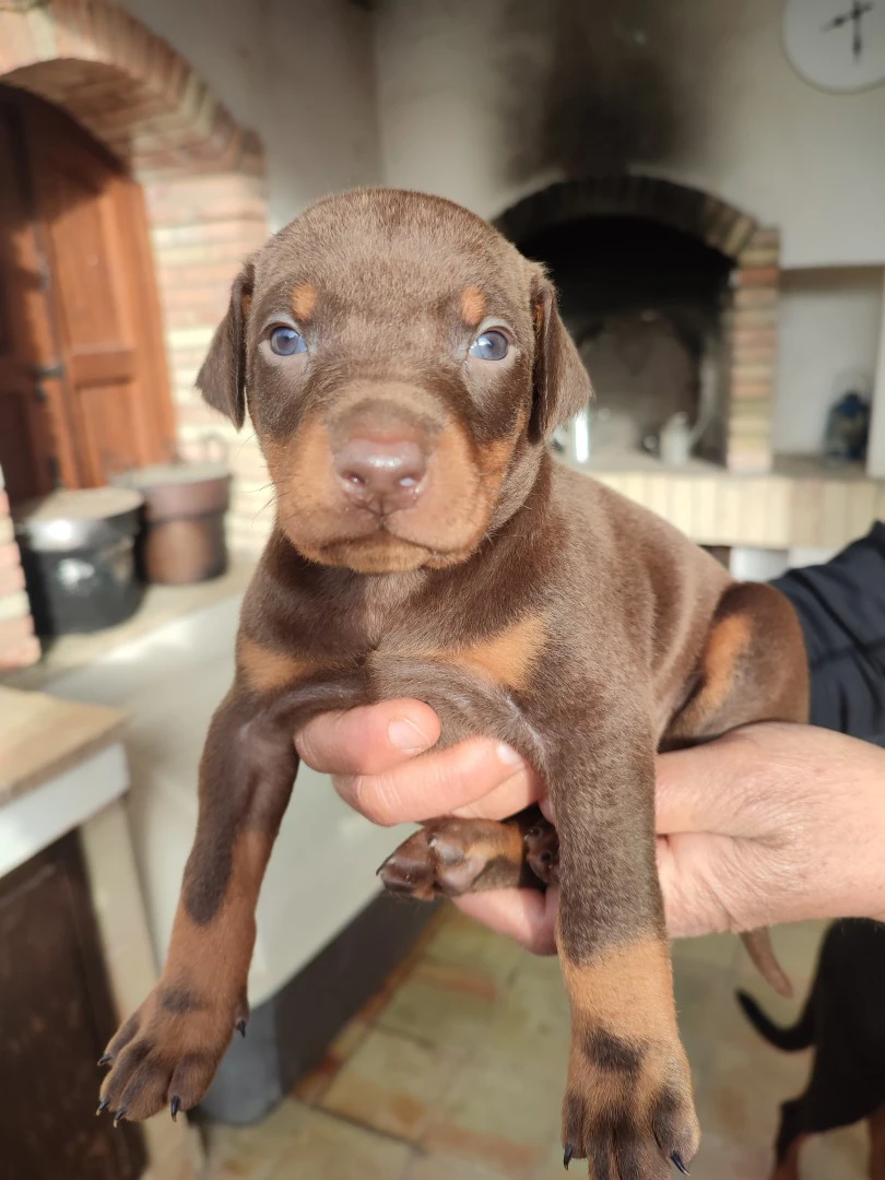 Vendita cuccioli di dobermann  | Foto 2