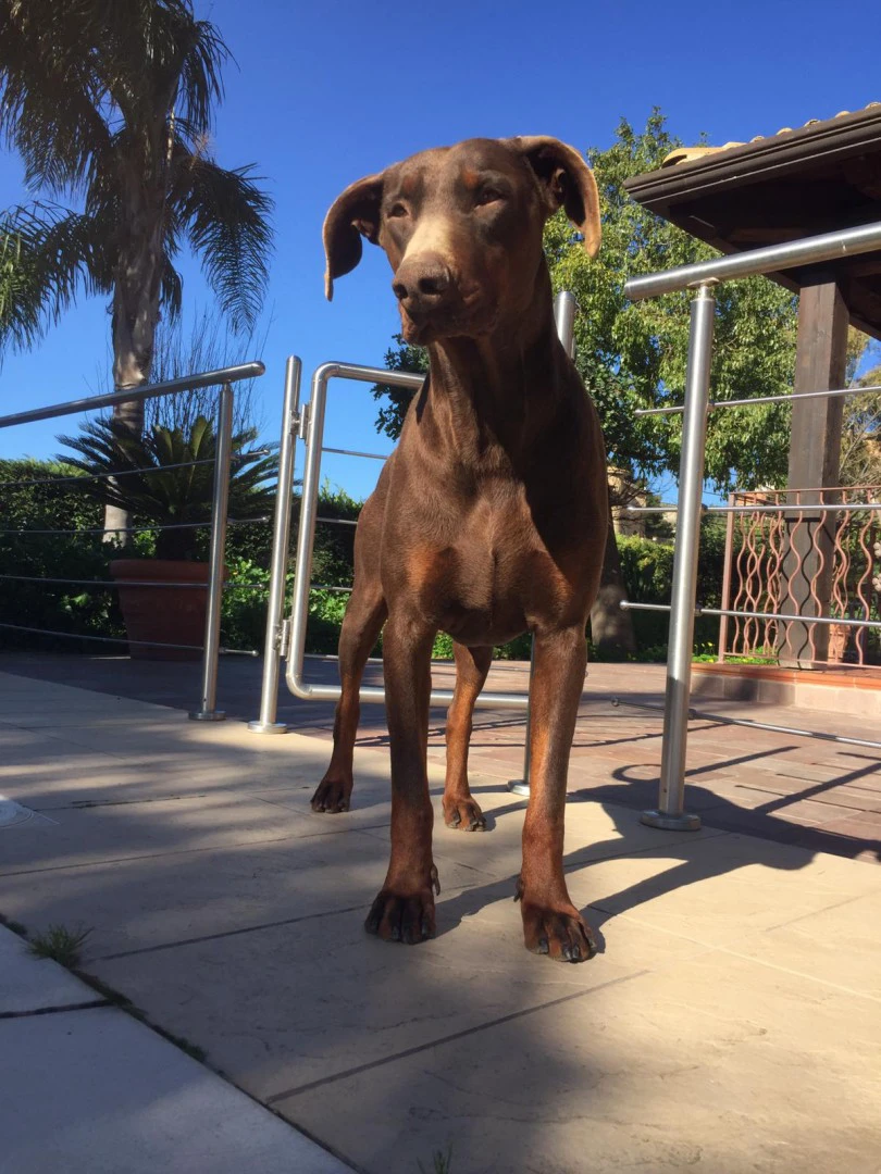 Vendita cuccioli di dobermann  | Foto 3