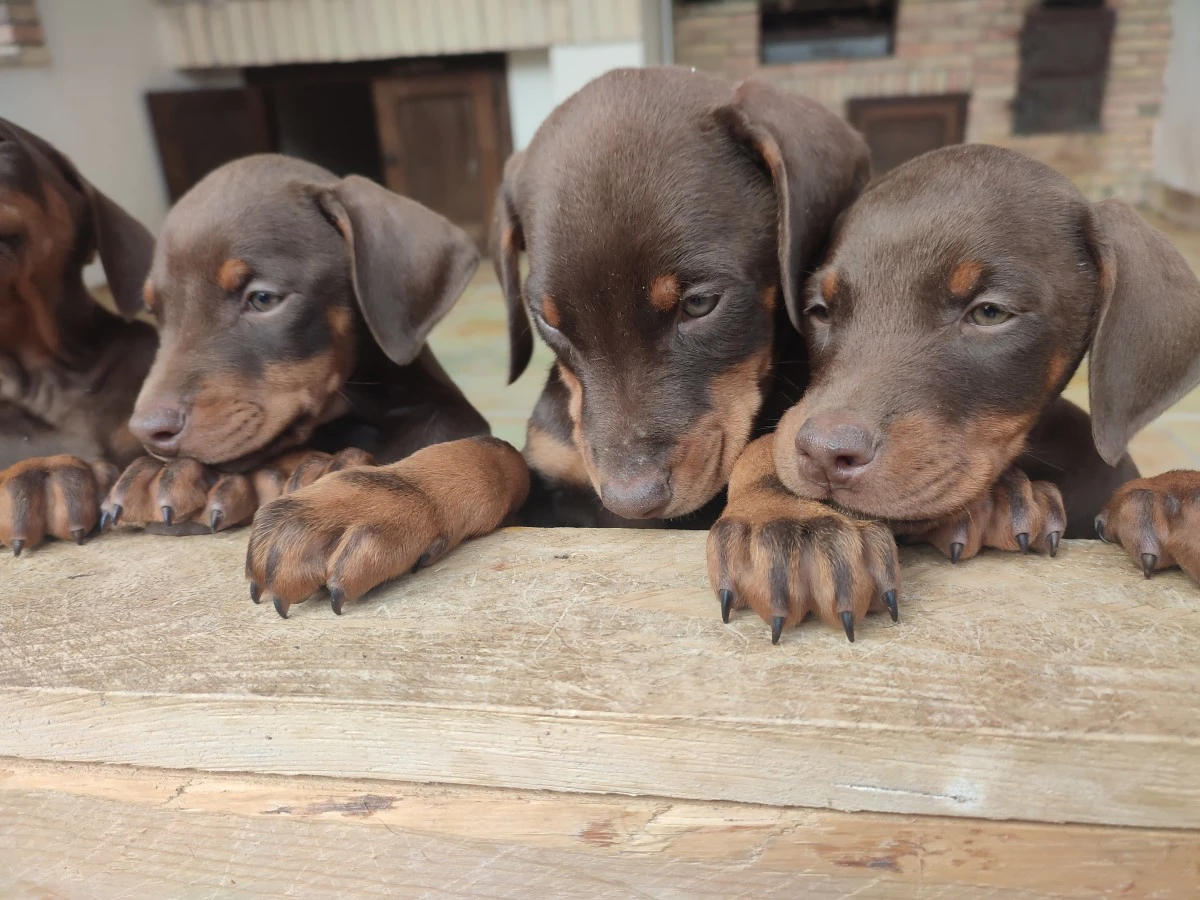 Vendita cuccioli di dobermann  | Foto 8