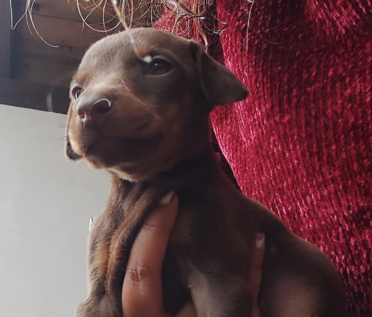 Vendita cuccioli di dobermann  | Foto 5