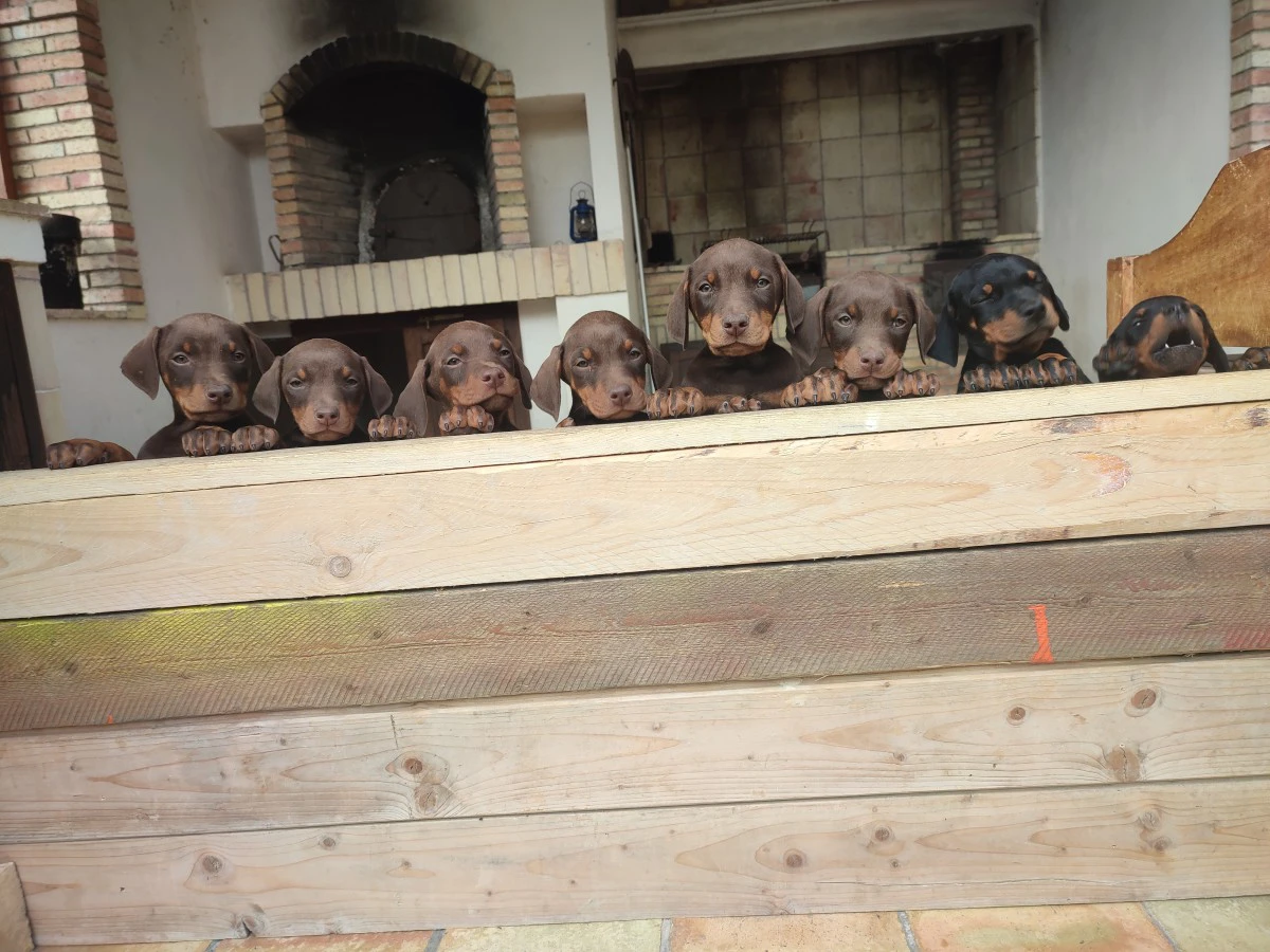 Vendita cuccioli di dobermann  | Foto 7