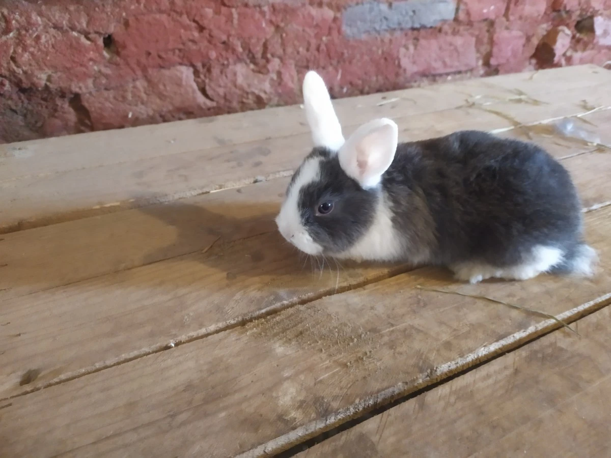 Vendo conigli ariete nano ulti | Foto 1